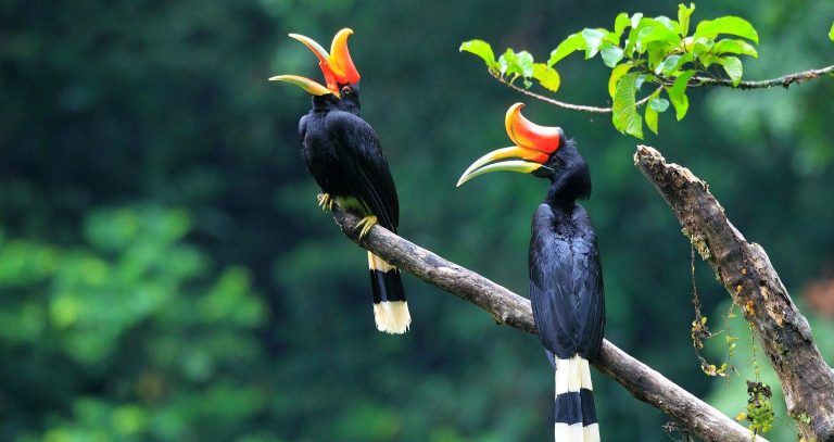 Hornbills, Orangutans, and Crocodiles, Oh My!