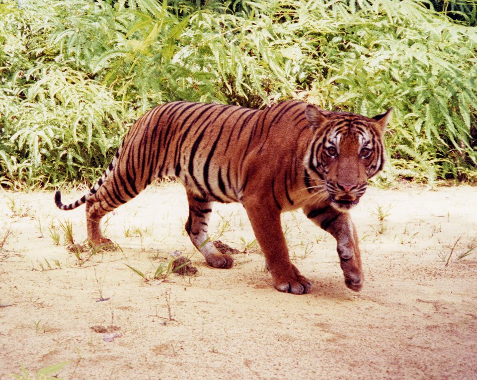 Help Save the Malayan Tigers