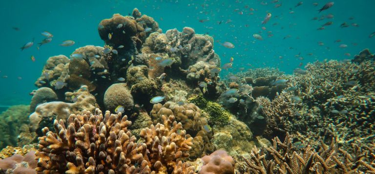 Indonesian Communities Successfully Restore Human-Devastated Coral Reefs