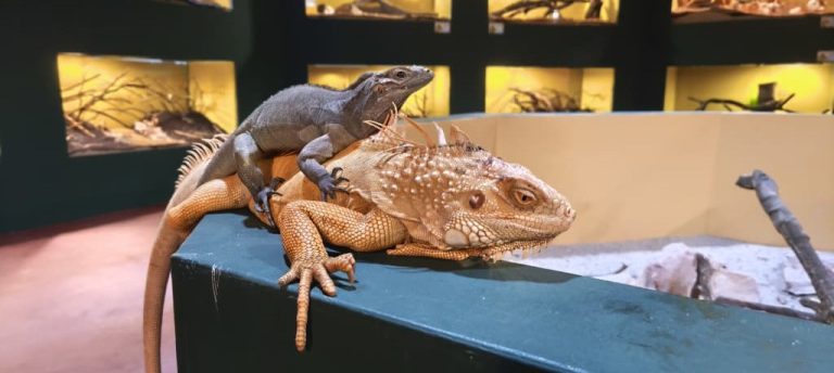 Penang Bird Park Introduces a New Reptile House