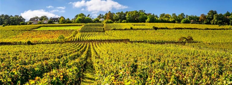 Burgundy’s Finest: Exploring the Wines and Heritage of Bouchard Père & Fils