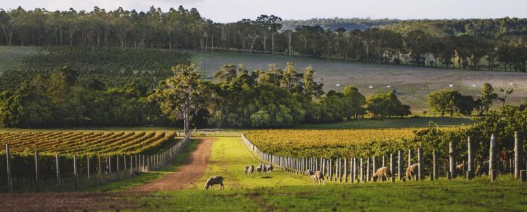 The Premium Reds of Australia’s Margaret River
